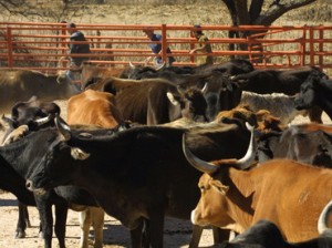 Estados Unidos impone regla COOL